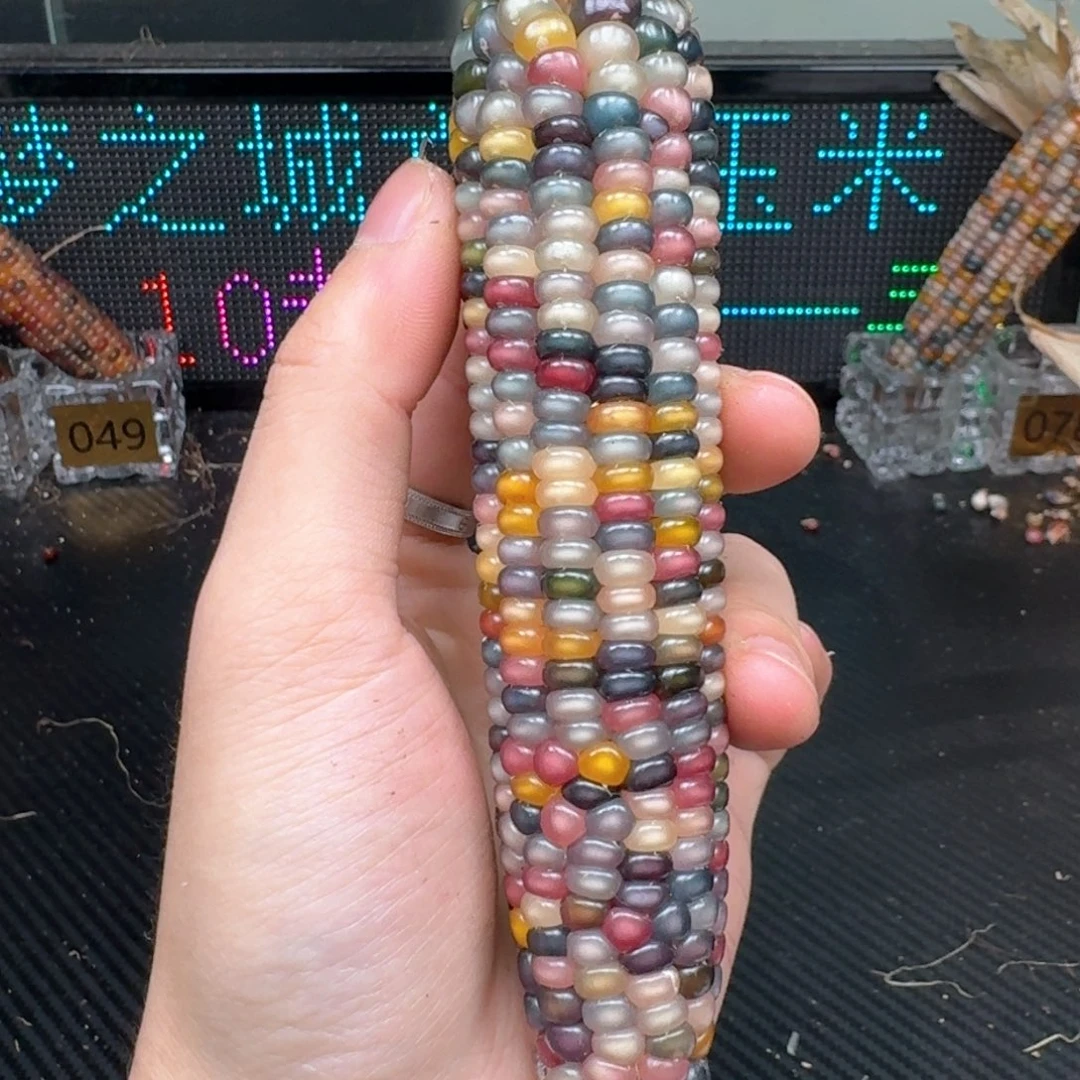 柏香籽/百香籽吊坠ʚ**ɞ