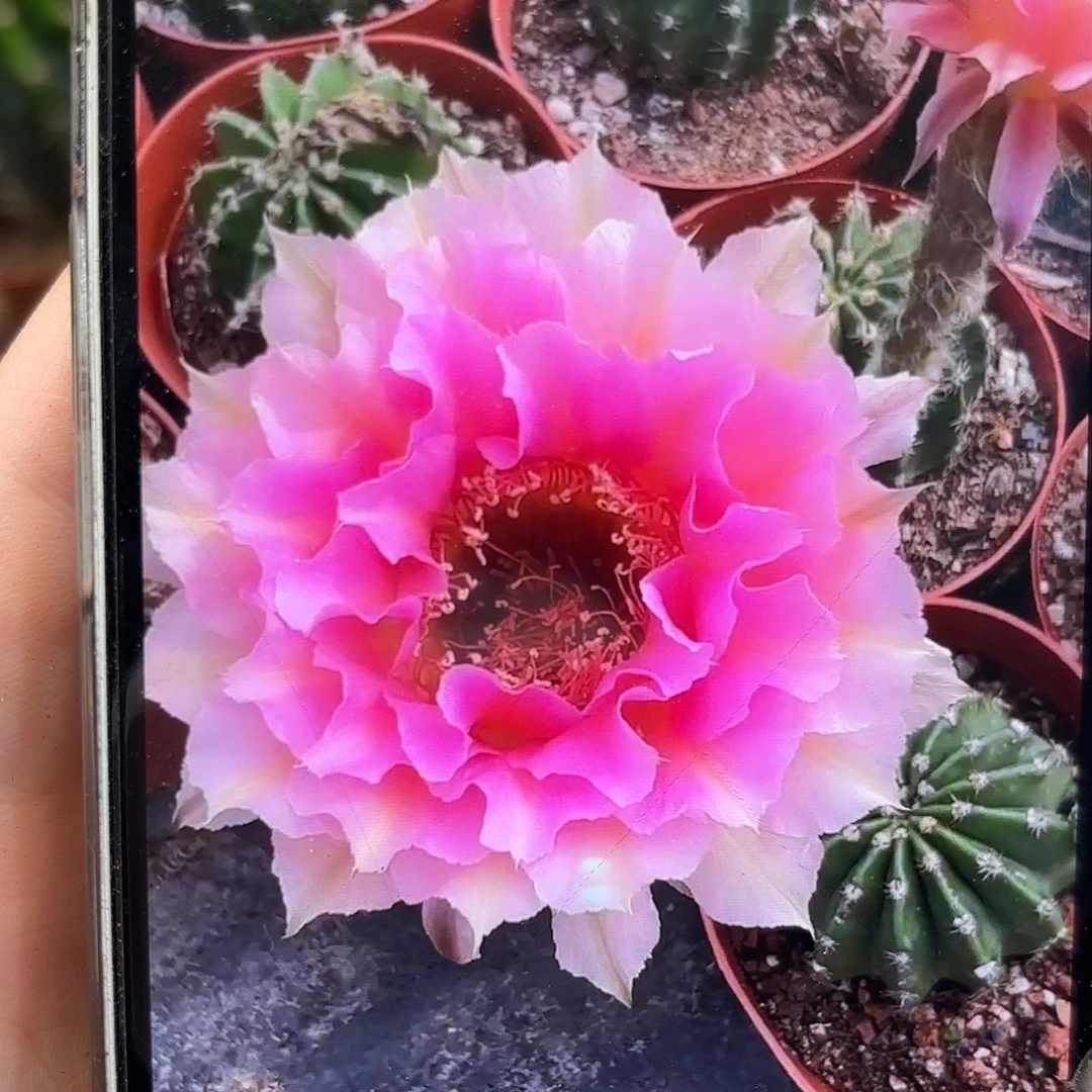 彩草青青200号7公分左右