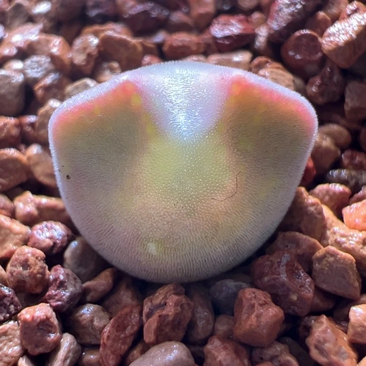 A782.  青蛙种源优选两年粉妖姬大眼空蝉。