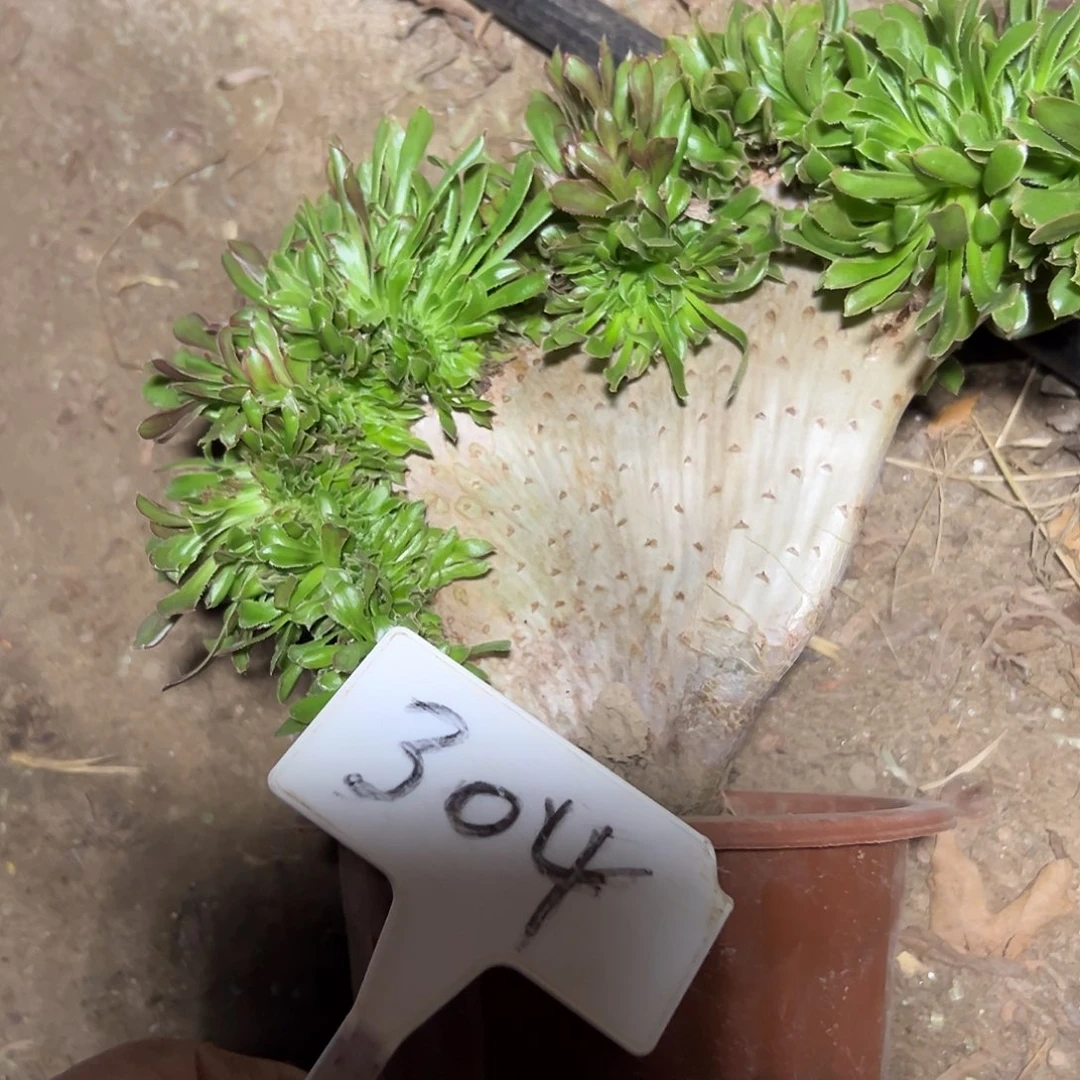 多肉植物原始绿缀花304