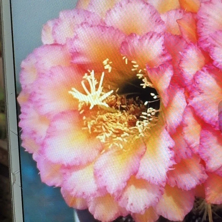 温醇侧芽5公分左右毛花柱（20包邮）