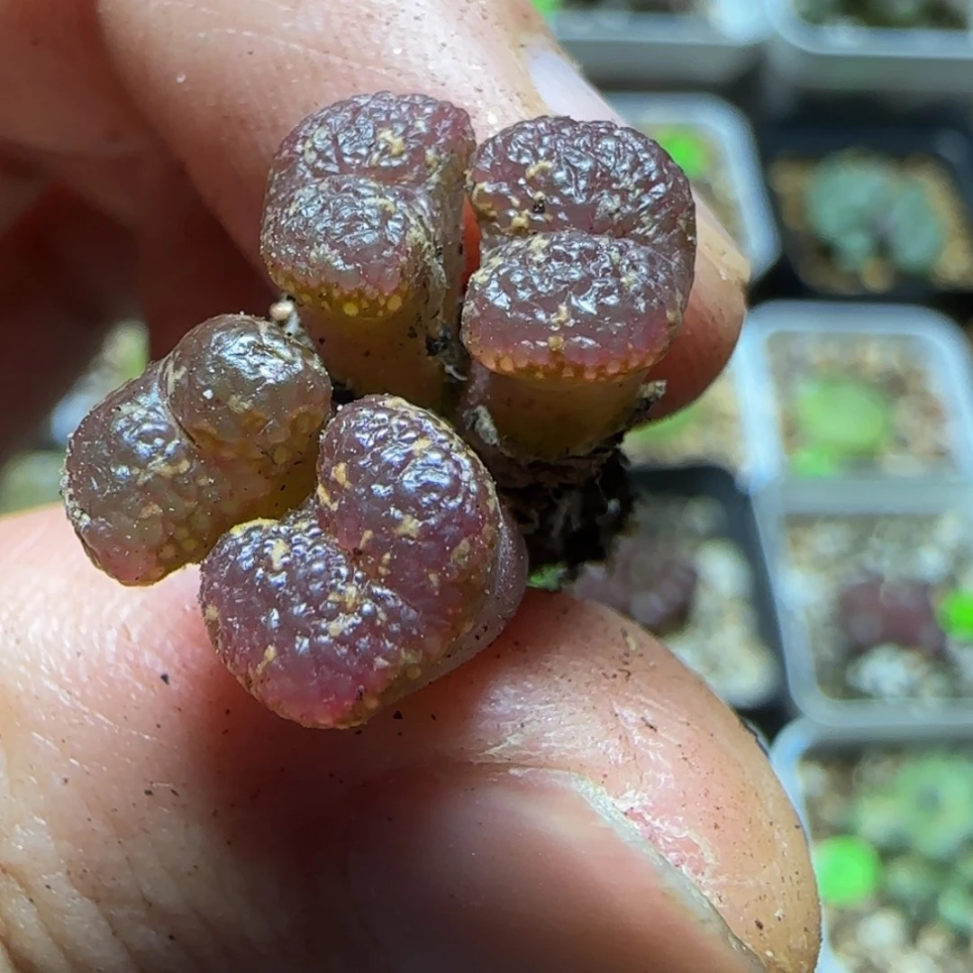 专拍漂亮多肉植物197