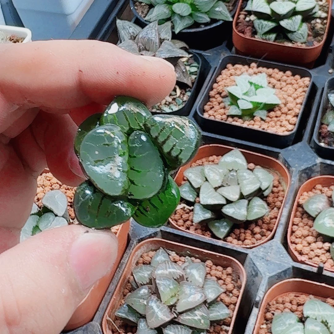 美***生十二卷福利活动裸根