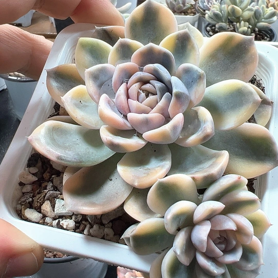 汉堡锦 小方花圃一物一拍