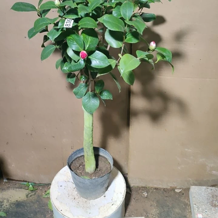 836不知名，原盆原土发货，不包邮