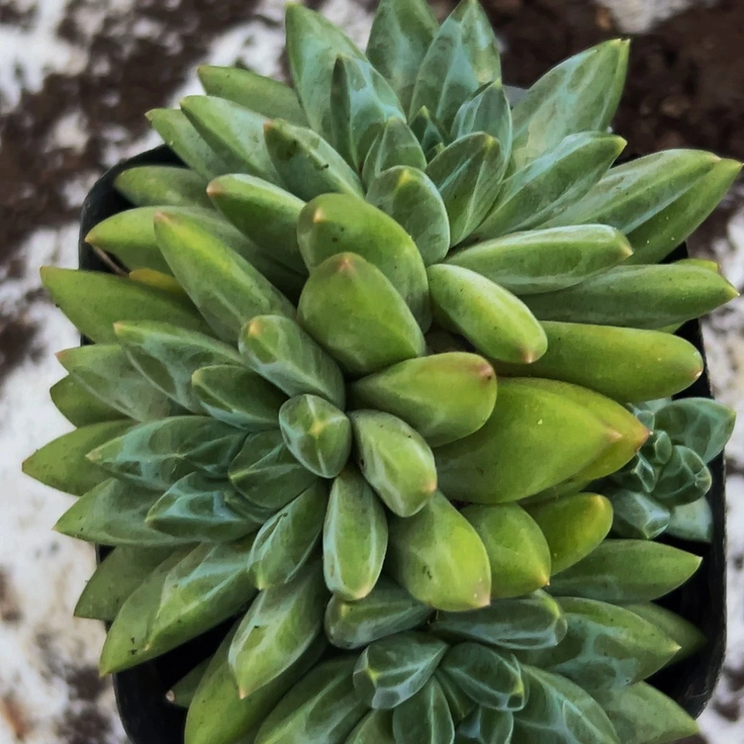 桔云多肉美人精品系列