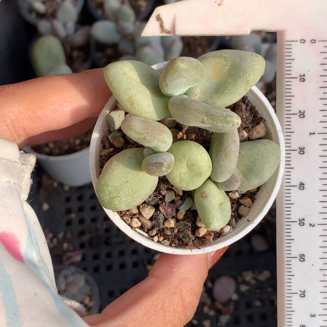 香蕉，奶酪，韩国香蕉