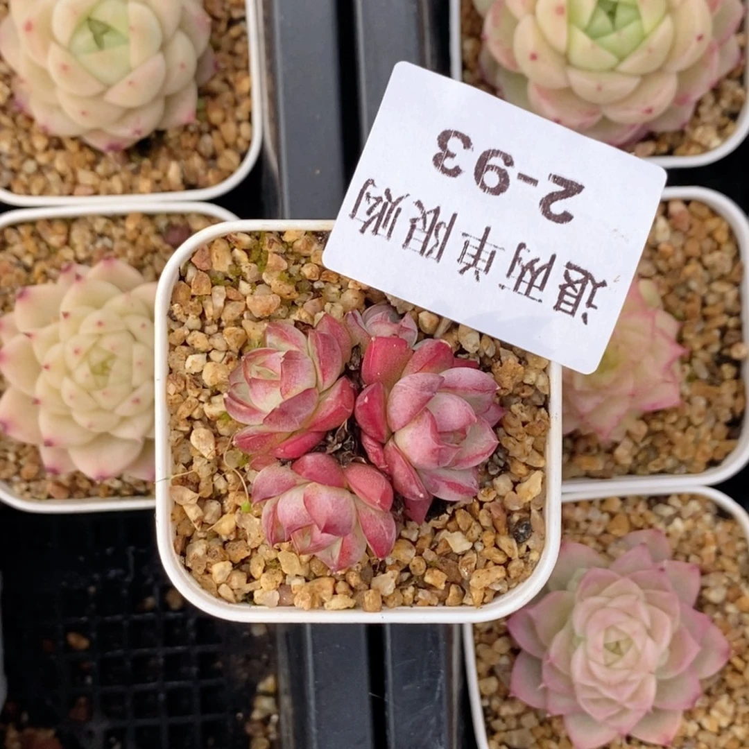 繁*2-93 新疆西藏内蒙不发货