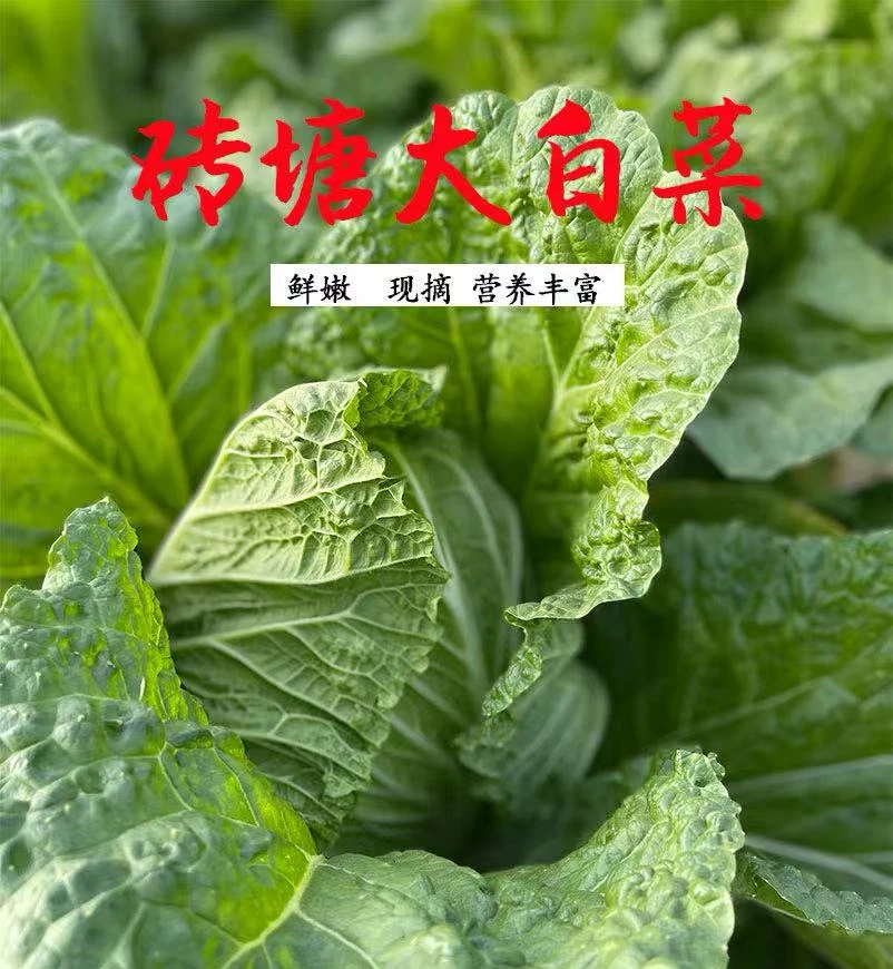 湖南农家大白菜新鲜砖墉白菜蔬菜现采现发3斤5斤装
