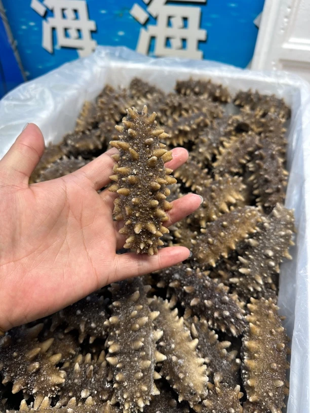 【8-9头】大连好口感鲜食海参