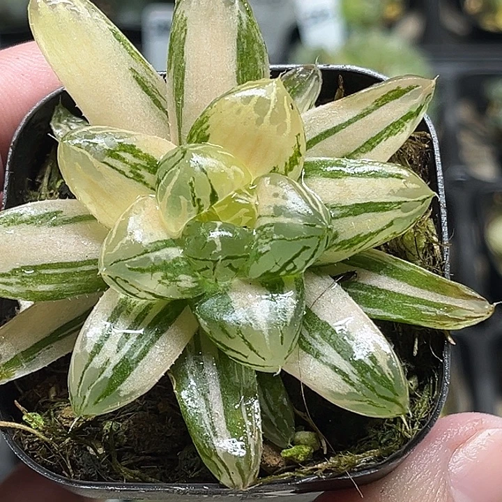 262三头玛琳玉露锦