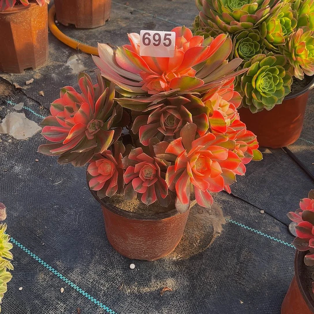 昨**辰多肉植物一物一拍695