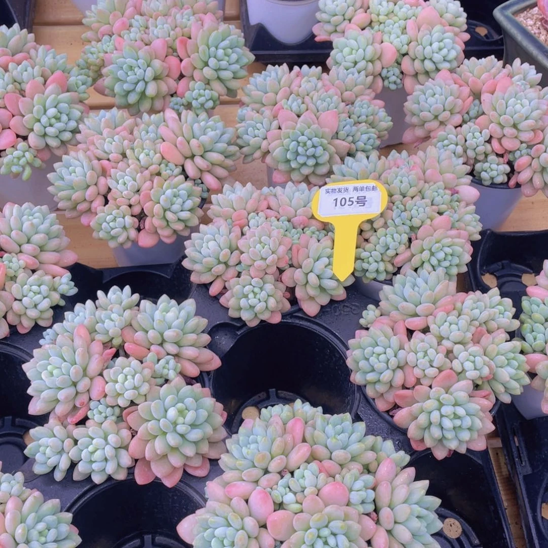 105号 鱼子酱多头手捧大群生一个