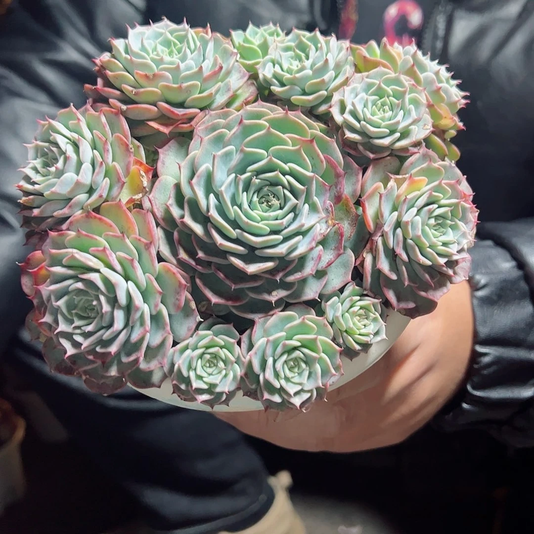 沙罗姬牡丹多头手捧多肉