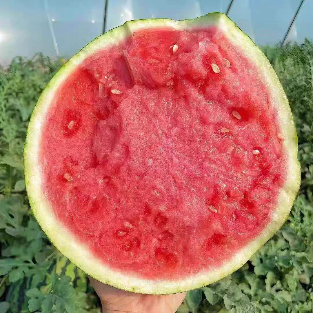 【顺丰包邮】头茬 山西运城麒麟西瓜 现摘现发   2025年山西运城