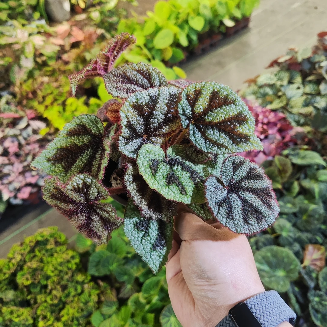 kui秋海棠室内观叶植物秋海棠盆栽好养
