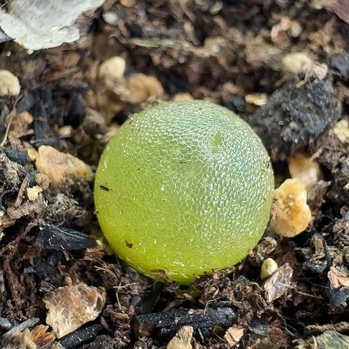 老马生石花哈默2607