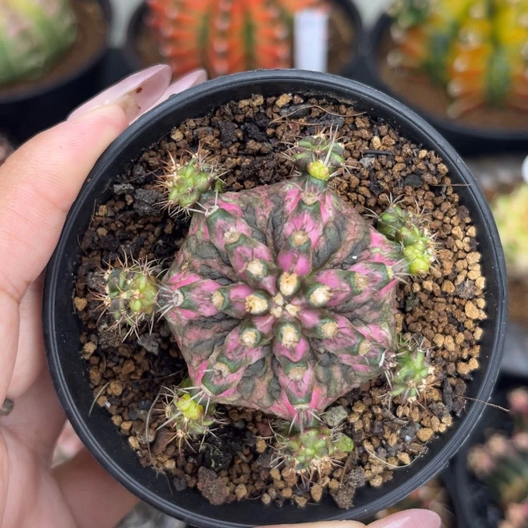 泰系海神 侧牙 带盆土特价