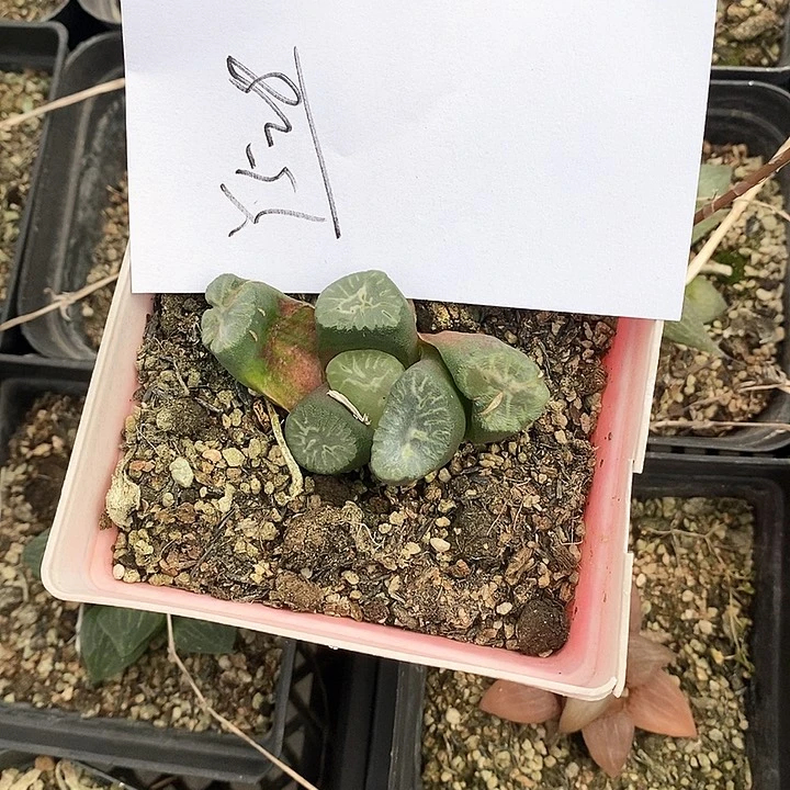 528。 万象一颗。  点赞福利。 