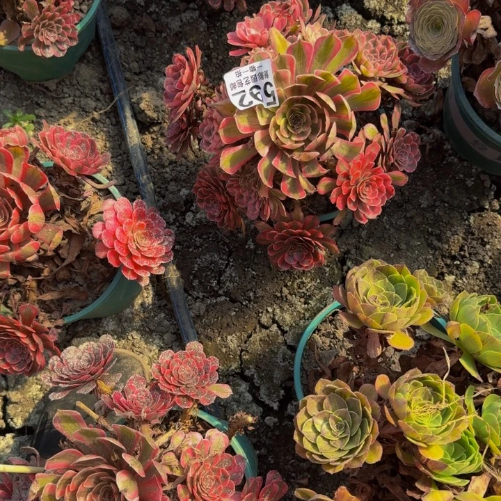 白月光花25-13包邮花花