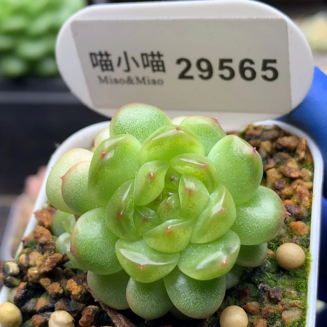 多肉植物杂交珍妮