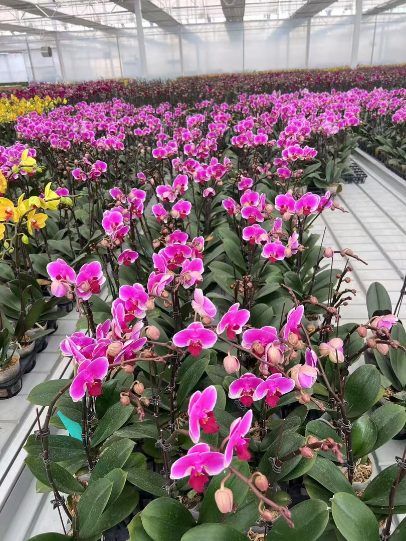 蝴蝶兰——  (胭脂)(全场两颗包邮只拍一颗发苗)