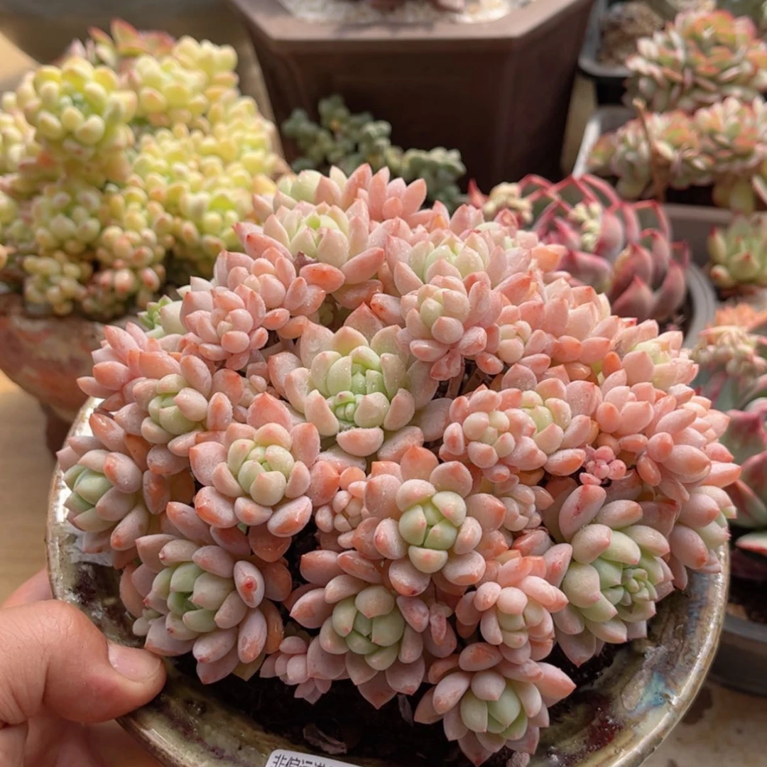 【闪购商品】476桃酥