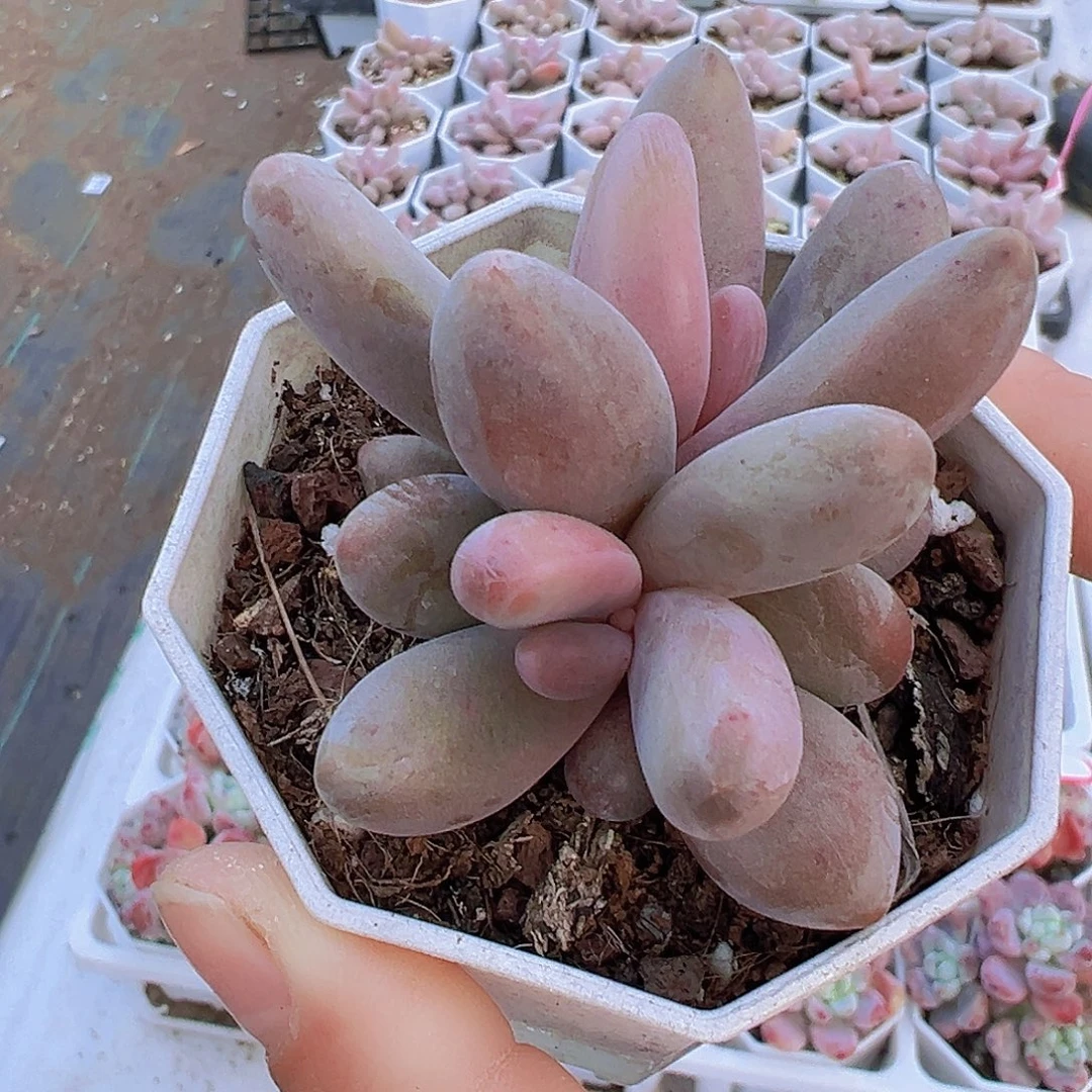 糖果美人19包邮多肉植物