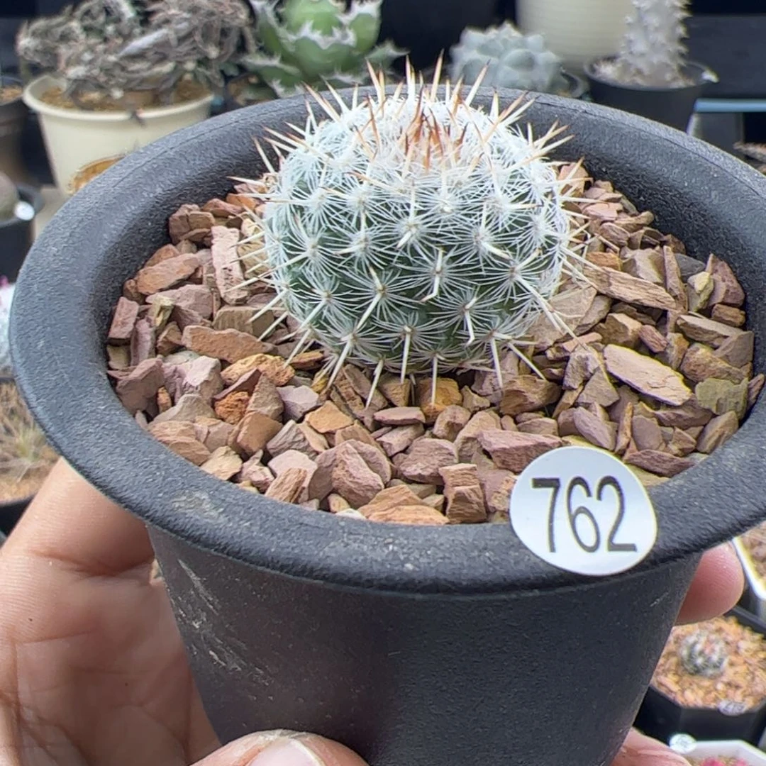 白玉兔一物一拍762