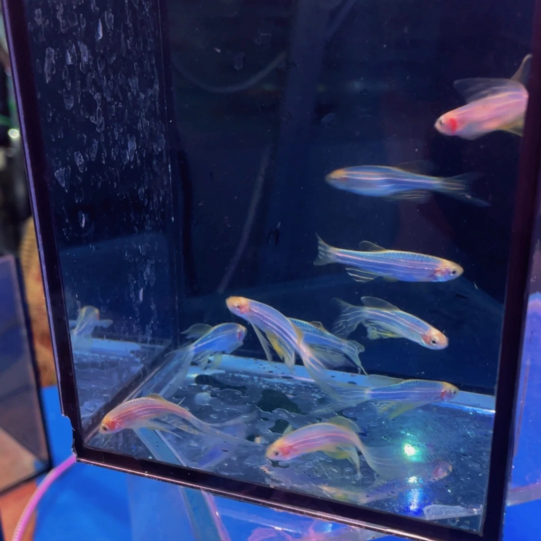 斑马鱼大蓝莓蝶翼8条鱼