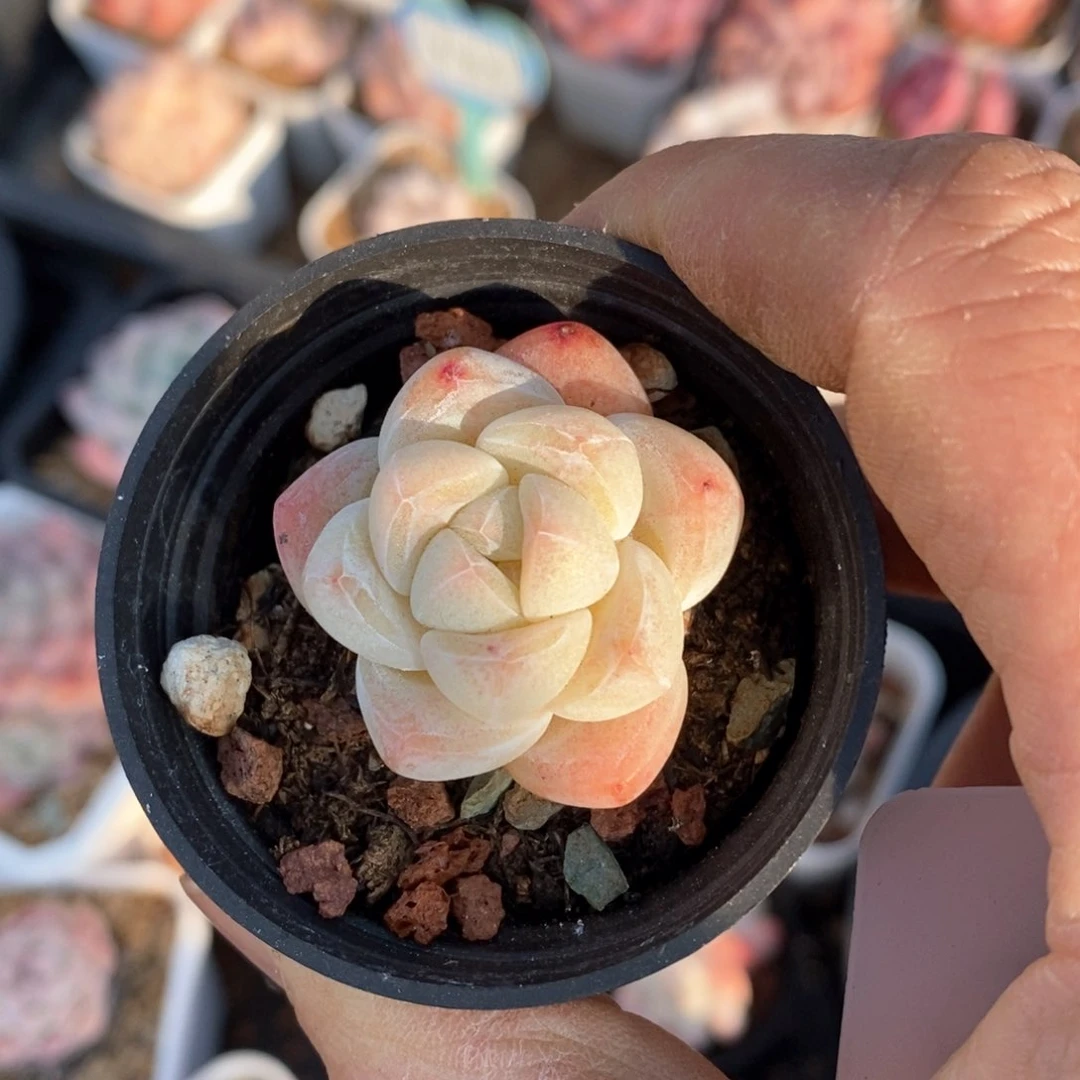 精品多肉一物一拍不包整890