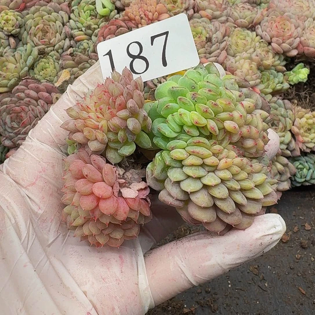 M****✨多肉植物多肉植物187