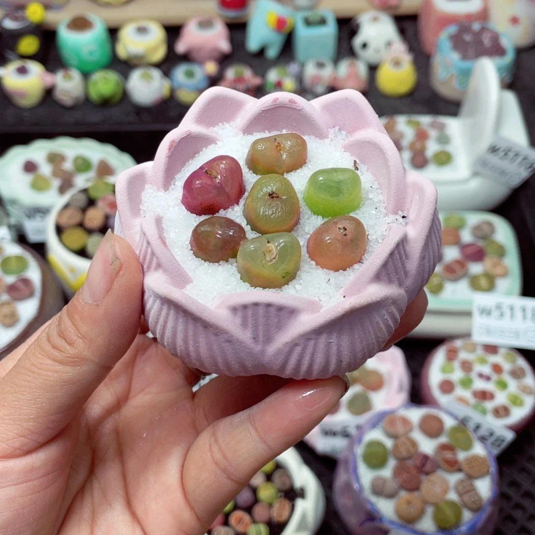 w 5147 带盆土发货-零下地区拍保温箱