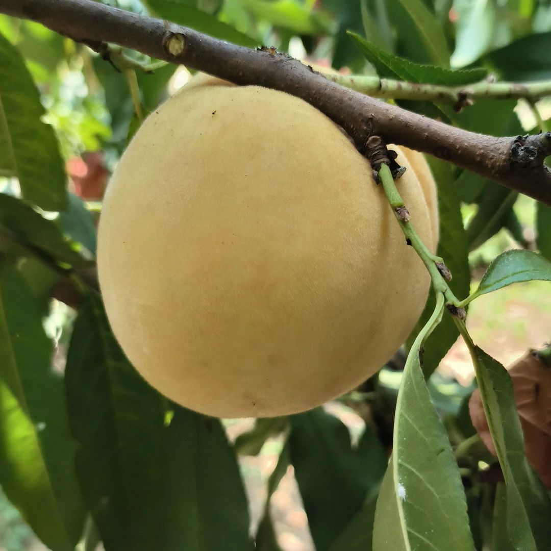 【顺丰包邮】湖北永莲蜜桃新鲜现摘采摘园直供水果脆甜多汁