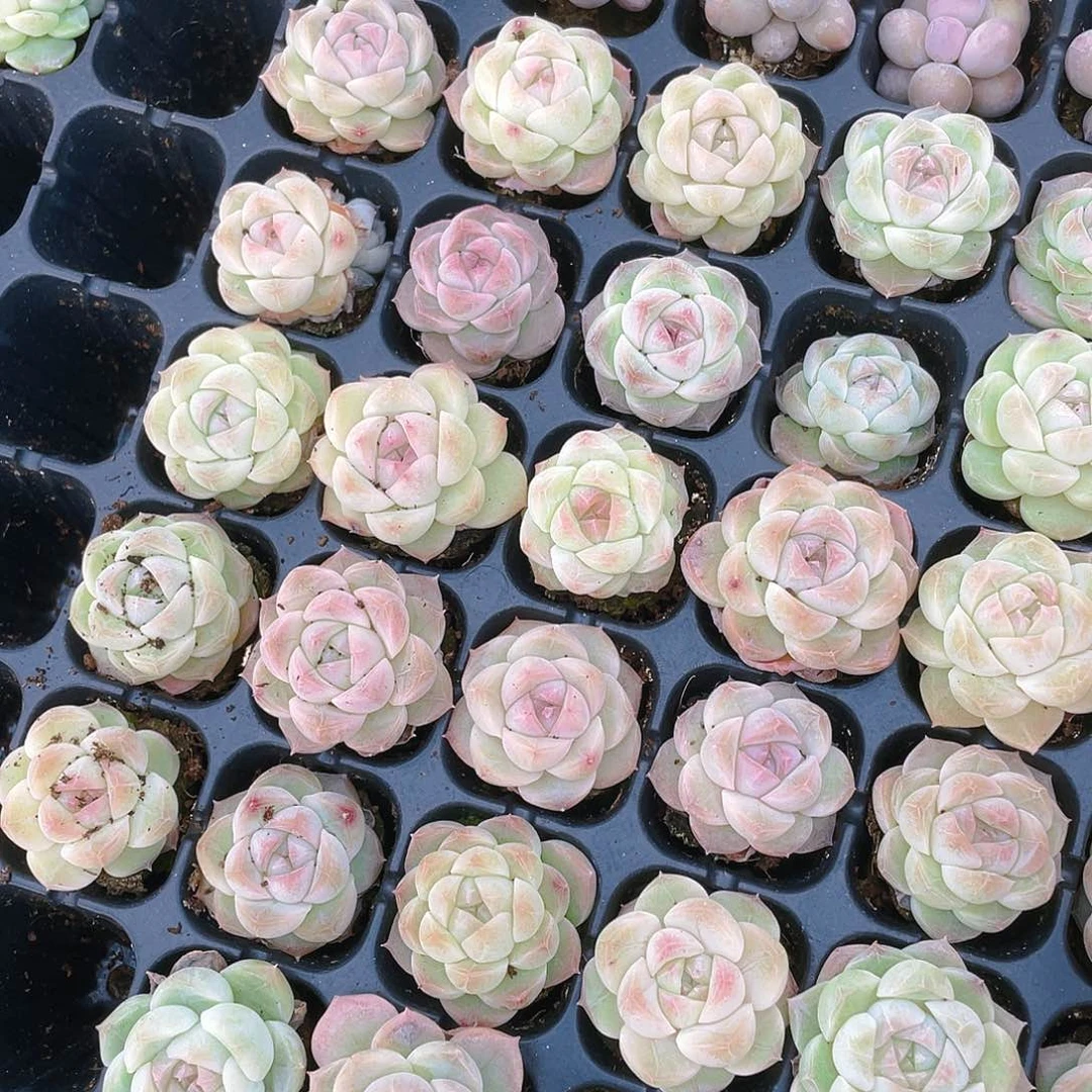 白桃汽水穴一个满25包邮