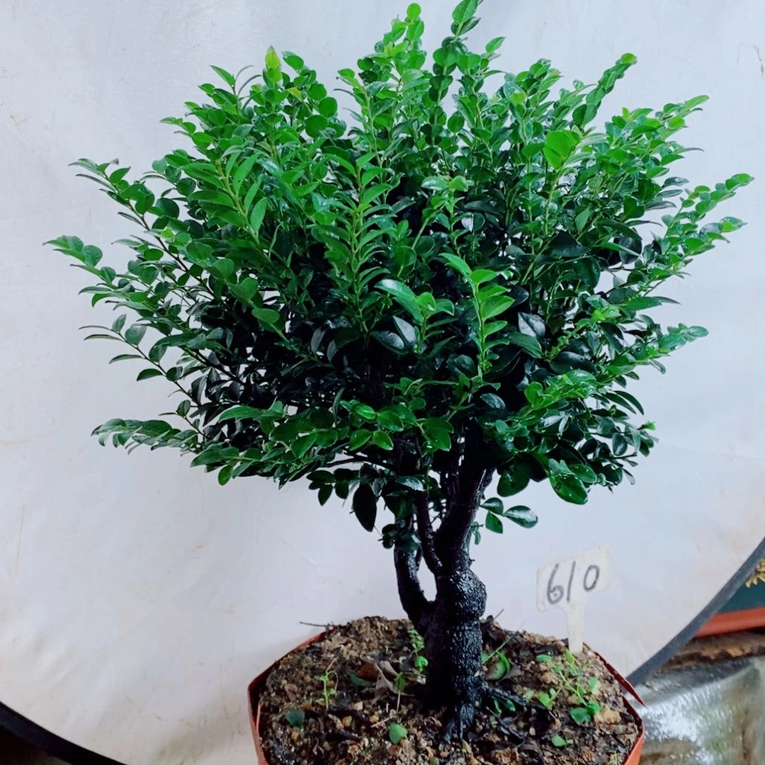 宝***师完全开放小叶紫檀610