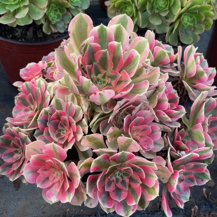 664粉女巫精品法师多肉