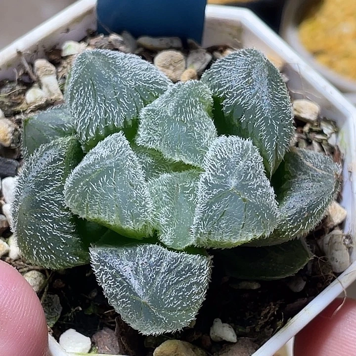 676巨大梦露特选福利