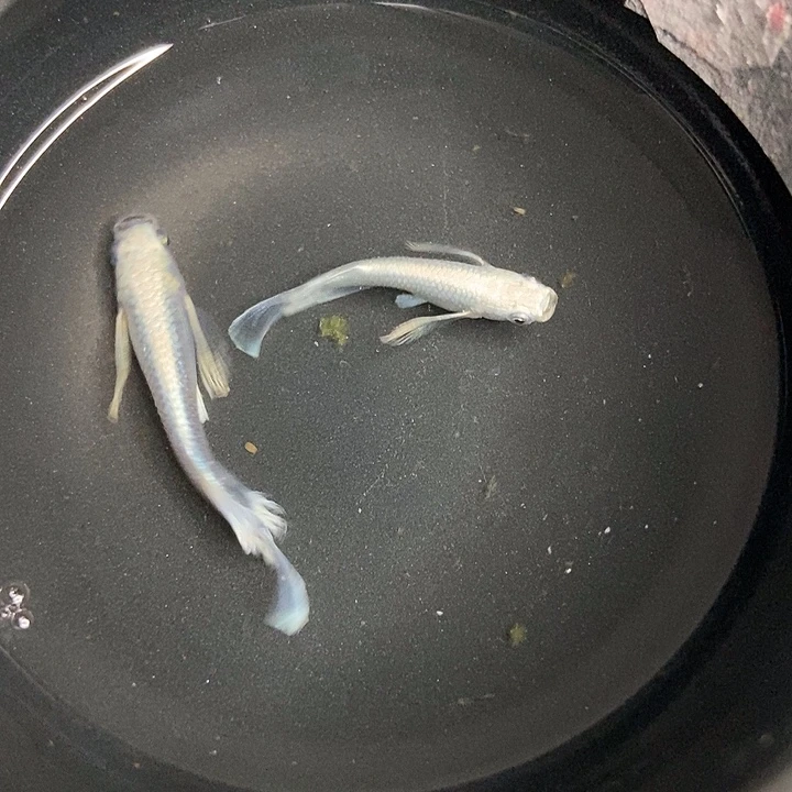 青鳉鱼墨子青鱂15号赤壁