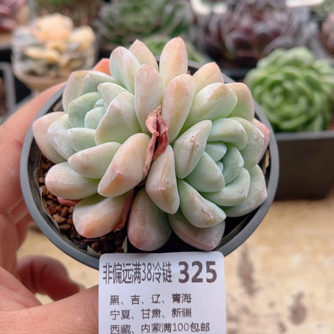 325冰玉德华多肉