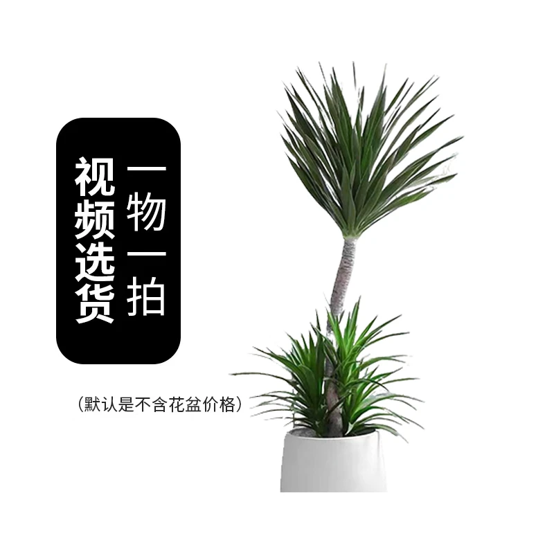 龙血树【三十八号】空间搭配大师书房客厅办公室清新好养绿植太空铁