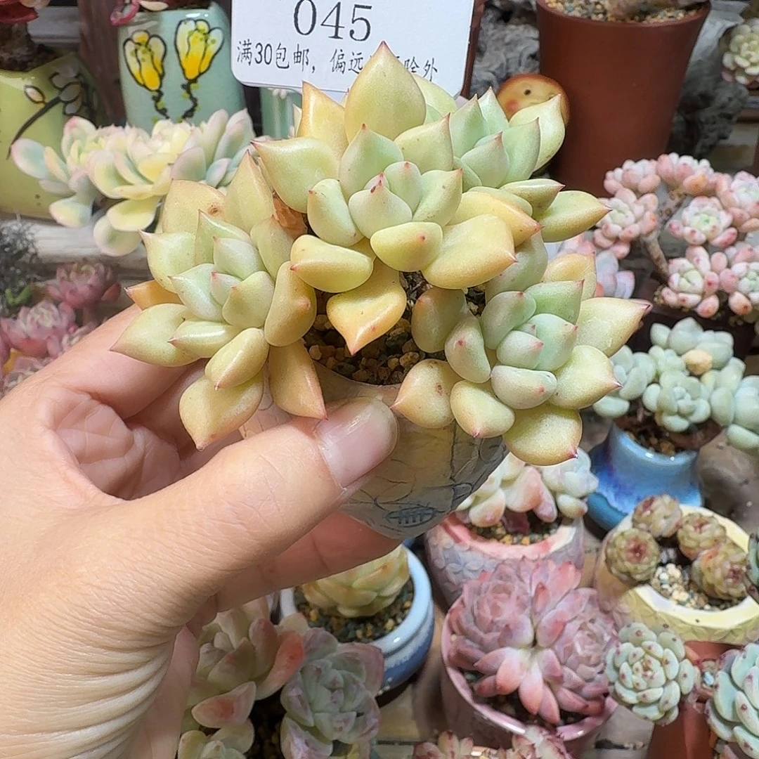 045 多肉含盆土 30元包邮➗偏远