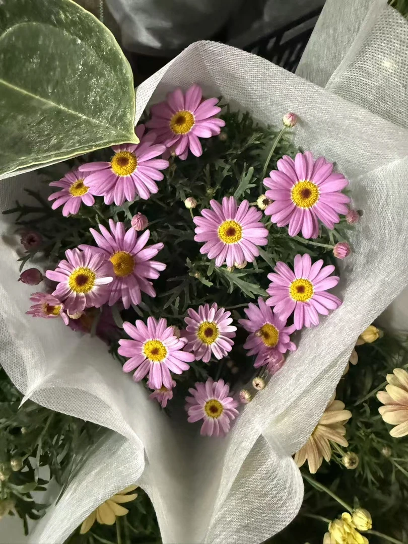 黄色玛格丽特带花带花苞发货