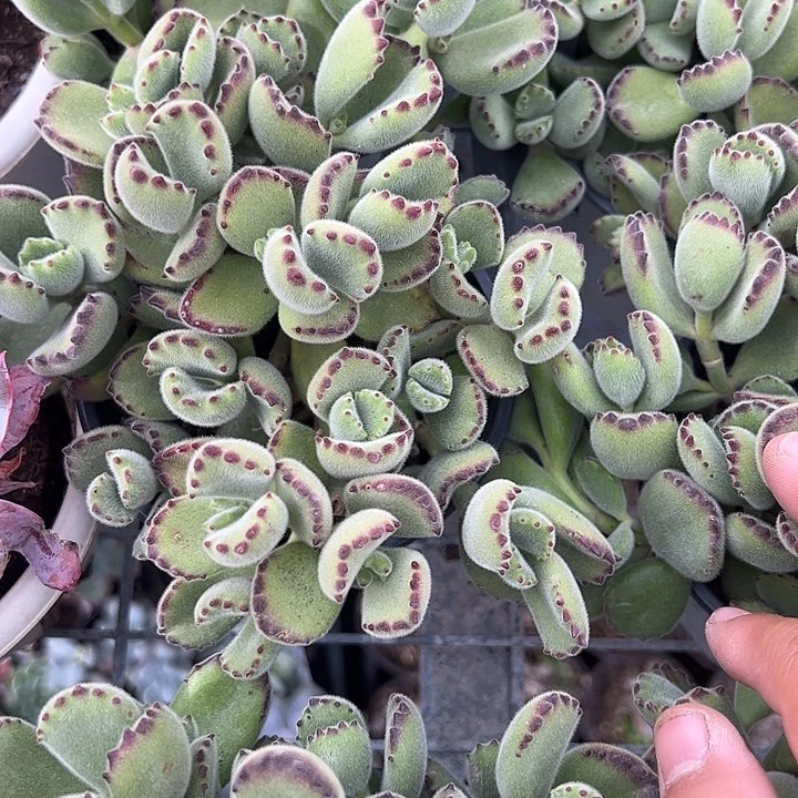 绿色熊童子多肉植物jingpin