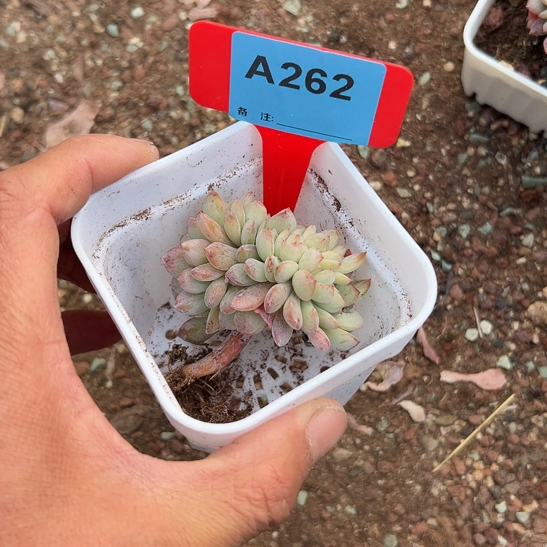 山***风多肉植物一物一拍