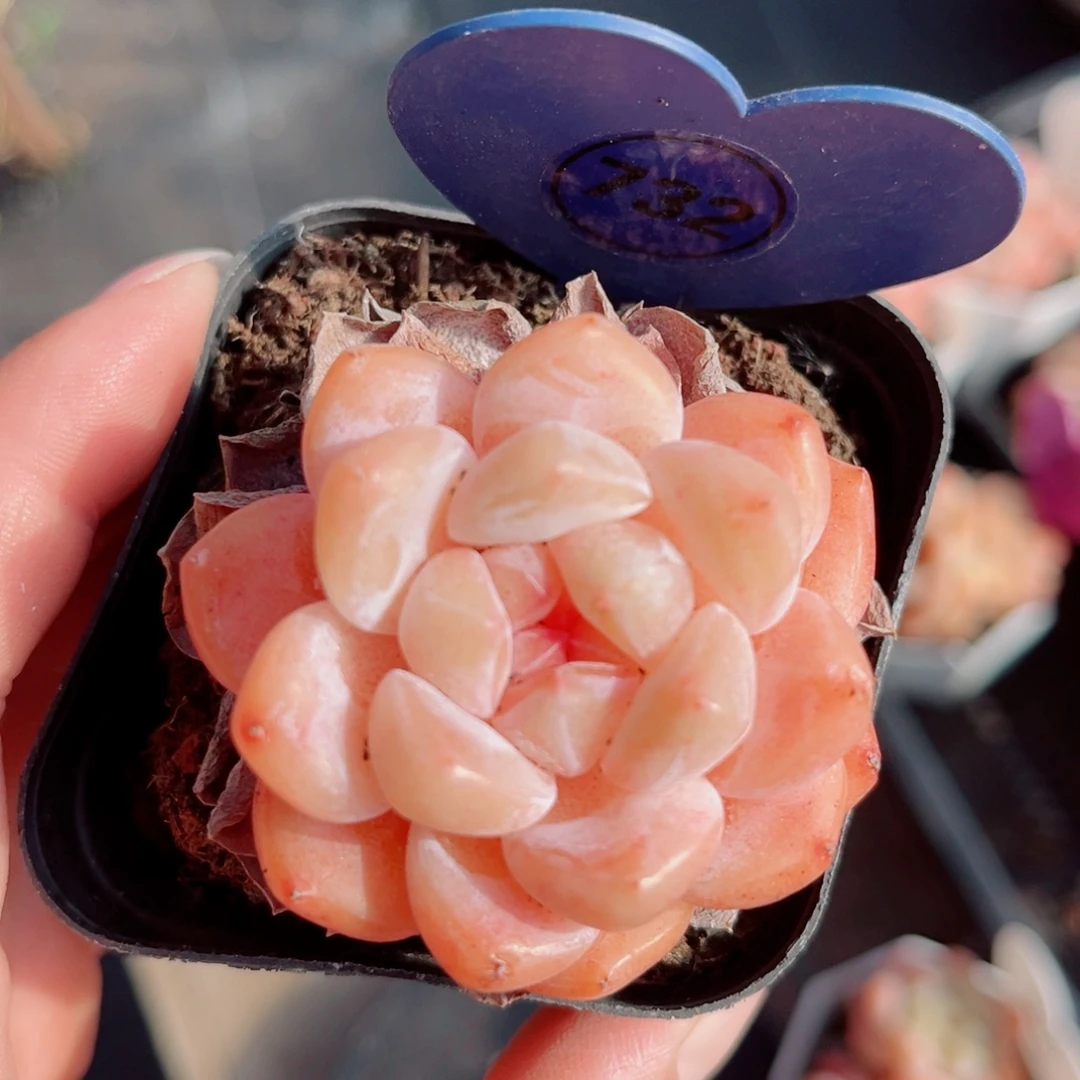 732号小老桩糖心单头