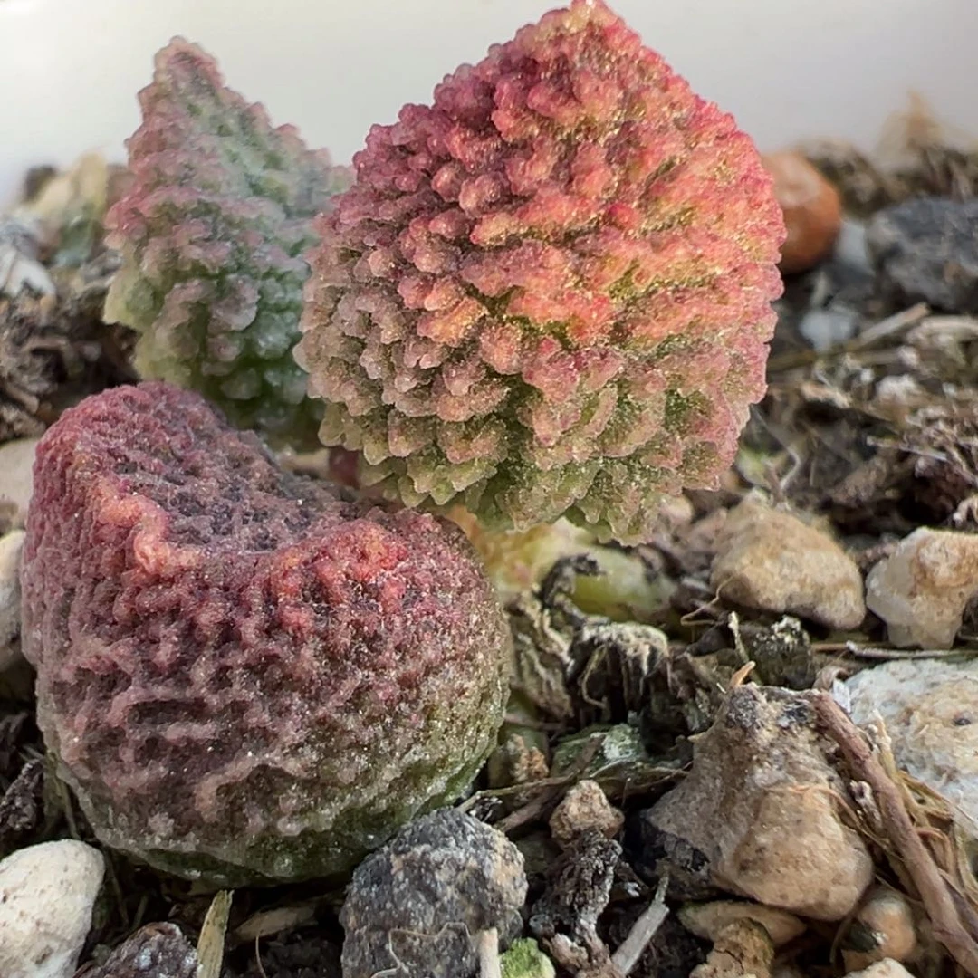 实生新品多肉植物水泡多肉植物