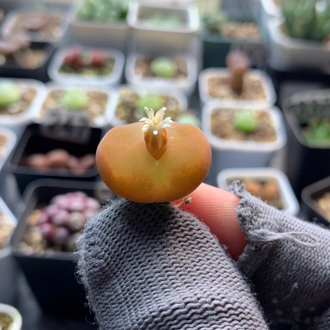 253蟠桃母本一颗