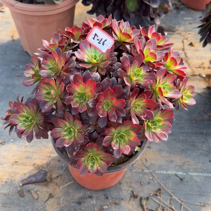 5-26安娜多肉不包售后