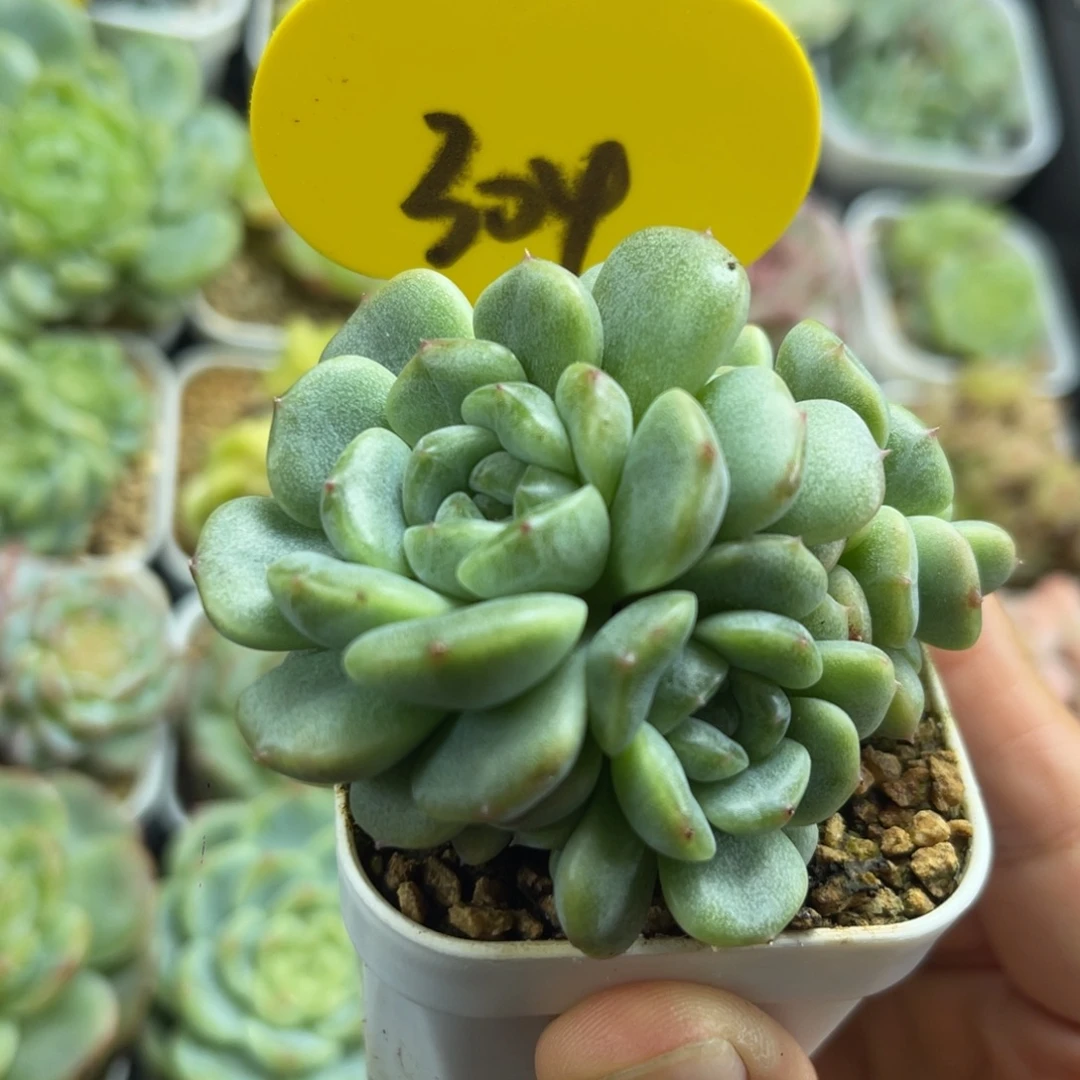 胭脂甜心4头群304可拍